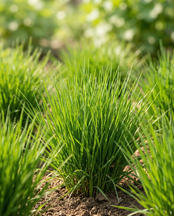 Kattegræs byg (Hordeum vulgare) – dyrkningssæt frø fra SeedsChoice