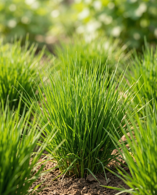 Kattegræs byg (Hordeum vulgare) – dyrkningssæt frø fra SeedsChoice