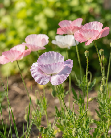 Valmue Mother Of Pearl frø (Papaver rhoeas) – etårig blomst