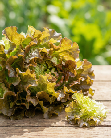 Bladlettuce frøbånd (Lactuca sativa) – ettårigt frøbånd fra SeedsChoice
