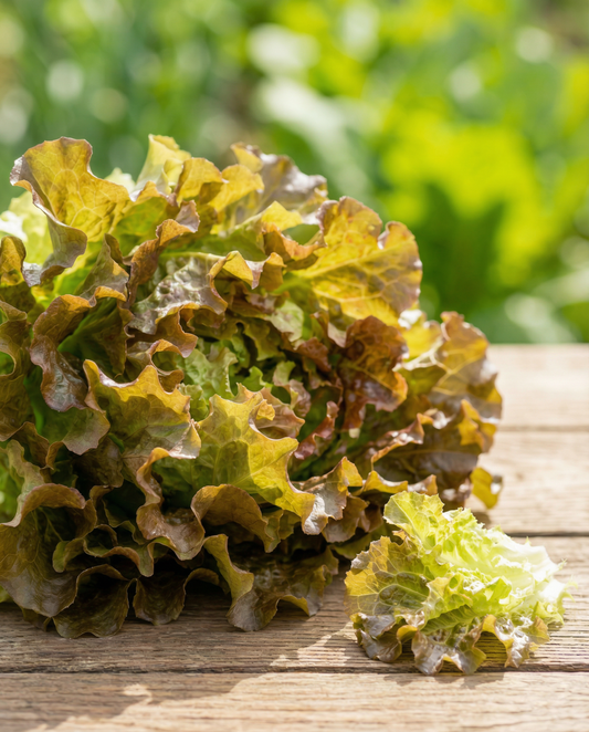 Bladlettuce frøbånd (Lactuca sativa) – ettårigt frøbånd fra SeedsChoice