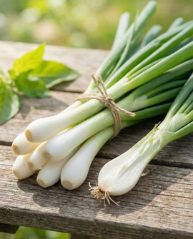 Bunkeløg frøbånd Allium cepa ettårig 7,5 m White Lisbon