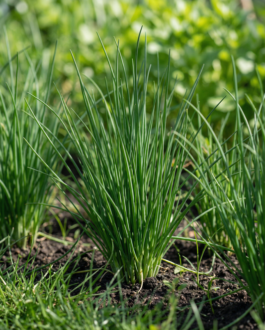 Purløg Pads 4 (Allium schoenoprasum) – flerårige frøpuder fra SeedsChoice