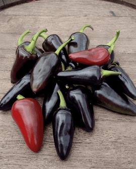 Fresno rød peber frø Capsicum annuum enårig
