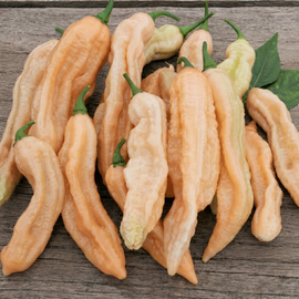 Dorset Pink Pepper-frø Capsicum chinense etårig grøntsagssort