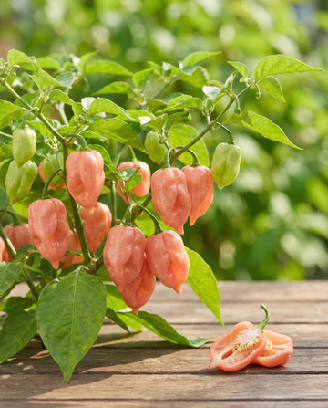 Habanero Pink Pepper seeds (Capsicum chinense) – annual vegetable