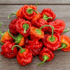Scotch Bonnet Peberfrugt Frø Capsicum Chinense Enårig Rød
