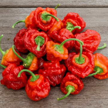 Scotch Bonnet Pepper Red frø (Capsicum chinense) – etårig grøntsag