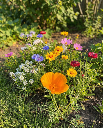 For Bees Low Mix 15m2 Full Sun frø – enårig blomst