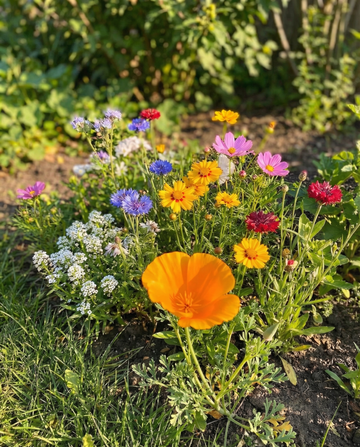 For Bees Low Mix 15m2 Full Sun – frø til enårige blomster fra SeedsChoice