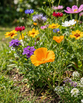 Friendly Flowers For Butterflies Seeds Annual Flower Mix 15g