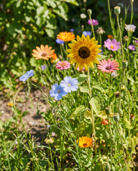 Blomsterfrø til fugle – etårigt mix, 50 m² dækning