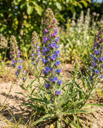 Slangeholde-mix (Echium vulgare) – toårige blomsterfrø fra SeedsChoice