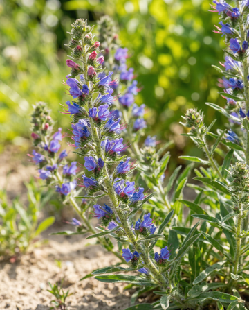 Slangehoved Mix frø (Echium vulgare) – toårig blomst