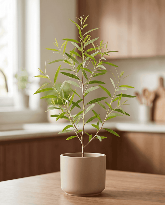 Citronduftende eukalyptus (Eucalyptus citriodora) – flerårige urtefrø fra SeedsChoice