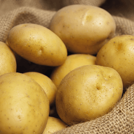 True Potato Seed Soltastic F1 frø Solanum Tuberosum etårig