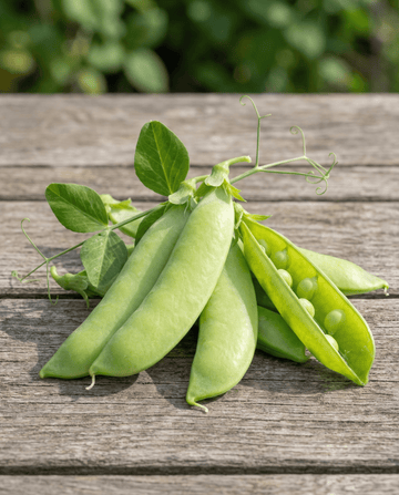 Sukkerærtefrø Sweetsalome (Pisum sativum) – etårig grøntsag