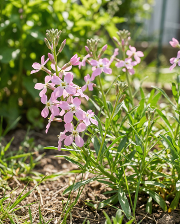 Natsommerviol lyserød (Matthiola longipetala) – enårige blomsterfrø fra SeedsChoice
