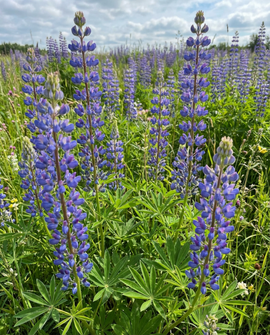 Blå lupin frø Lupinus angustifolius ettårig grøngødning 100 g