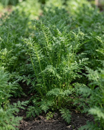 Lilla tansy grøngødning 100g frø (Phacelia tanacetifolia) – etårig grøngødning