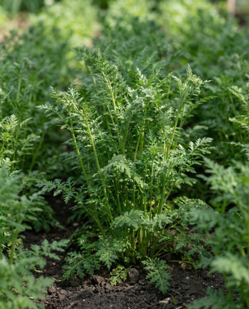 Lilla tansy grøngødning 100g (Phacelia tanacetifolia) – etårige grøngødningsfrø fra SeedsChoice