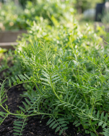 Fladærte grøngødning 150g (Vicia sativa) – frø til etårig grøngødning fra SeedsChoice