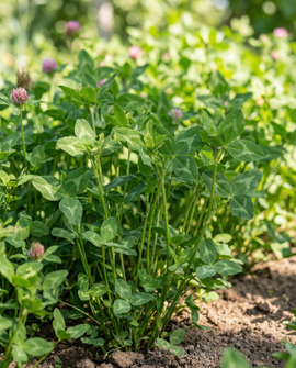 Rødkløverfrø Trifolium pratense flerårig grøngødning 150g