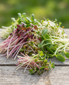 Spicy Sprouting Mix økologisk 250g grøntsagsblanding
