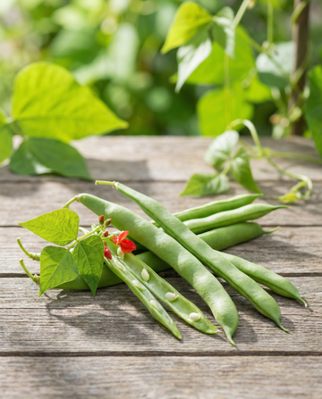 Pralbønne Emergo 100g (Phaseolus coccineus) – frø til enårig grøntsag fra SeedsChoice