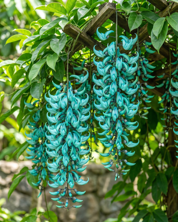 Jade Vine turkis klatrer (Strongylodon macrobotrys) – klatrerfrø fra SeedsChoice