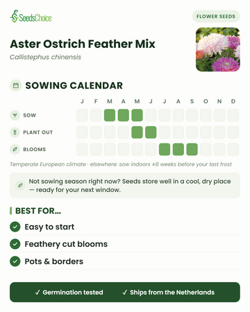 Såkalender for Aster Ostrich Feather Mix i et tempereret europæisk klima: sås marts til maj, udplantes maj til juni, blomstrer juli til september; frøene holder sig godt til næste sæson