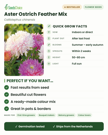 Aster Ostrich Feather Mix Callistephus chinensis – hurtige dyrkningsfakta: så indendørs eller direkte om foråret, plant ud efter sidste frost, blomstrer sommer til tidlig efterår, højde 50-80 cm, fuld sol — fjerblomstret snittblomst i farveblanding