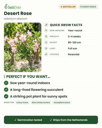 Ørkenrose Adenium obesum hurtige dyrkningsfakta: så indendørs året rundt, spirer på 2-4 uger, højde 80-120 cm, fuld sol — en langlivet blomstrende sukulent til solrige steder