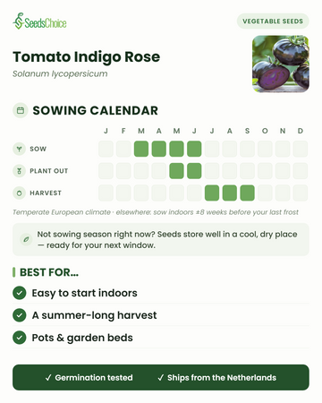 Såkalender for Tomato Indigo Rose i et tempereret europæisk klima: så marts til juni, udplant maj til juni, høst juli til september; frøene kan opbevares til næste sæson