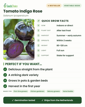 Tomat Indigo Rose hurtige dyrkningsfakta: så indendørs eller direkte på friland om foråret, plant ud efter sidste frost, høst sommer til tidlig efterår, højde 80-120 cm med støtte, fuld sol — en iøjnefaldende mørk tomatsorter