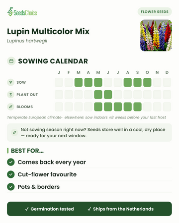 Såkalender for Lupin Multicolor Mix i et tempereret europæisk klima: så marts til maj eller august til oktober, blomstrer maj til september; frøene kan opbevares til næste sæson