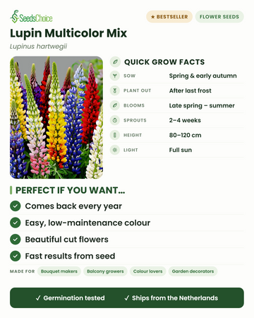 Lupin Multicolor Mix Lupinus hartwegii hurtige dyrkningsfakta: sås forår eller tidlig efterår, plantes ud efter sidste frost, blomstrer sen forår til sommer, højde 80-120 cm, fuld sol — en flerårig plante der kommer igen hvert år