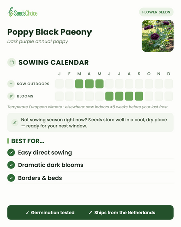 Såkalender for Poppy Black Paeony i et tempereret europæisk klima: så direkte marts til maj, blomstrer juni til september; frøene kan opbevares til næste sæson