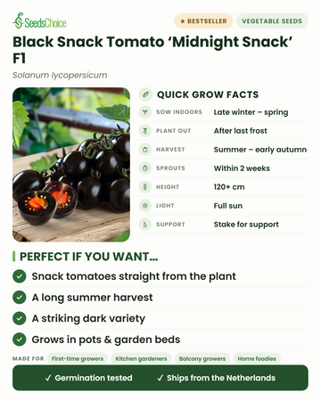 Sort snacktomato Midnight Snack F1 – hurtige dyrkningsfakta: så indendørs sen vinter til forår, plant ud efter sidste frost, høst sommer til tidlig efterår, højde 120+ cm, fuld sol — vigtigste fordele og hvem denne snacktomato er ideel til