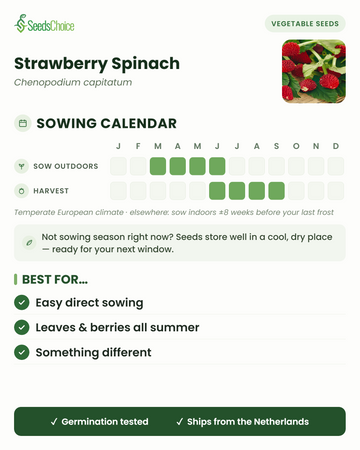 Sowing calendar for Strawberry Spinach in a temperate European climate: direct sow March to June, harvest June to September; seeds store well until the next sowing season