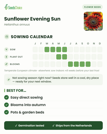 Såkalender for Sunflower Evening Sun i et tempereret europæisk klima: så marts til juni, udplant maj til juni, blomstrer juli til oktober; frøene kan opbevares til næste sæson