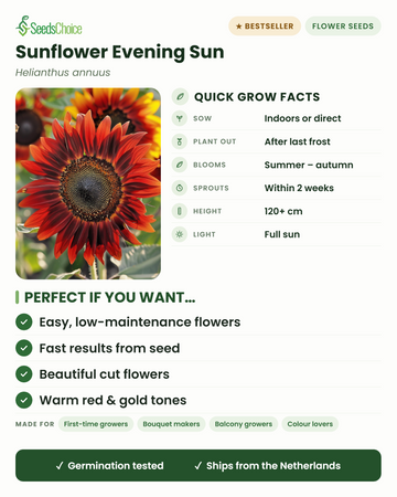 Evening Sun solsikke – hurtige dyrkningsfakta: sås indendørs eller direkte om foråret, plantes ud efter sidste frost, blomstrer fra sommer til efterår i varme røde og gyldne toner, højde 120+ cm, fuld sol