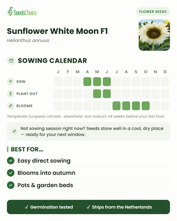 Såkalender for Sunflower White Moon F1 i et tempereret europæisk klima: så april til juni, udplant maj til juni, blomstrer juli til oktober; frøene kan opbevares til næste sæson