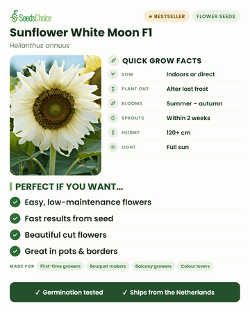 Solsikke White Moon F1 dyrkningsfakta: så indendørs eller direkte om foråret, plant ud efter sidste frost, blomstrer sommer til efterår, højde 120+ cm, fuld sol — vigtige fordele og hvem denne hvide solsikke passer til