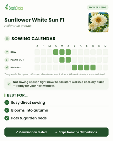 Såkalender for Sunflower White Sun F1 i et tempereret europæisk klima: så april til juni, udplant maj til juni, blomstrer juli til oktober; frøene kan opbevares til næste sæson