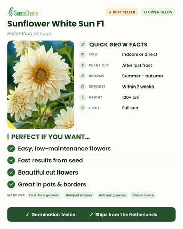 Solsikke White Sun F1 dyrkningsfakta: så indendørs eller direkte om foråret, plant ud efter sidste frost, blomstrer sommer til efterår, højde 120+ cm, fuld sol — vigtige fordele og hvem denne hvide solsikke passer til